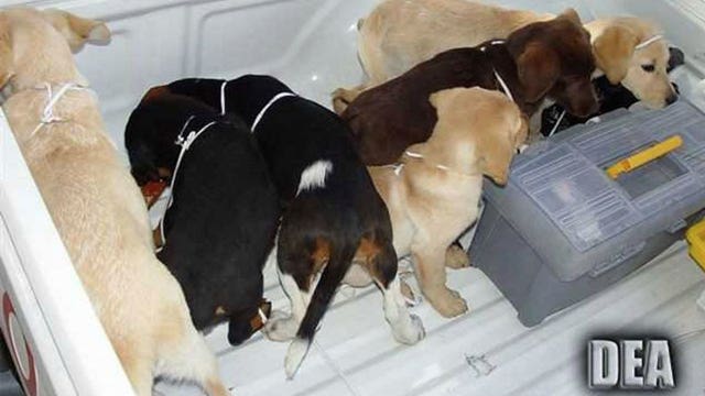 Vet sentenced for surgically implanting heroin inside puppies to use them as drug mules