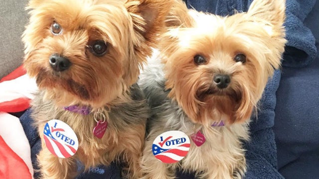 Photos of dogs voting will get you through Election Day