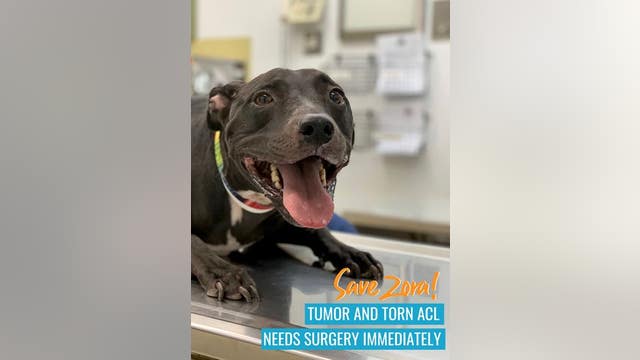 Desert Storm veteran seeks help funding dog's life-saving surgery