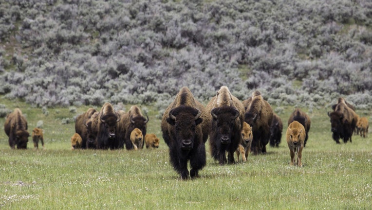bisonyellowstonenps_1462823098031_1284985_ver1.0_1280_720.jpg
