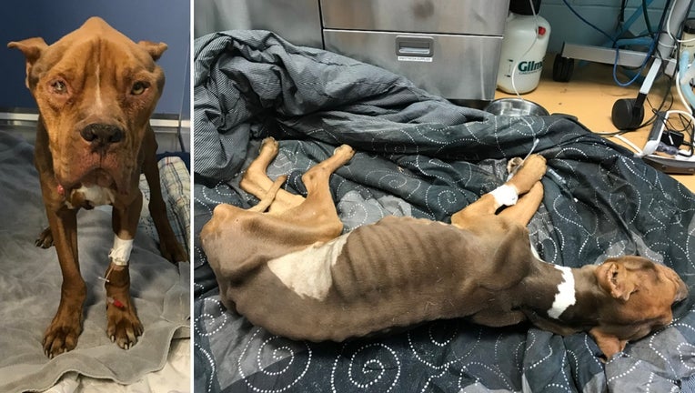 Shelter rescues emaciated dog found left to die in Delco park FOX 11