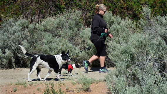 Dog owners have lower risk of repeat event after heart attack or stroke, study finds