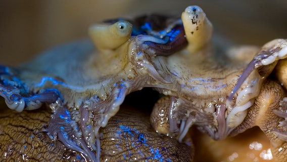Hoping to prevent extinction, White Abalone to be released into SoCal waters