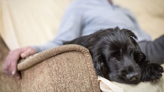 Punishment-based training can stress your dog out in the long term, study suggests