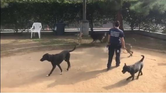 More than 40 dogs dropped off at a Van Nuys animal shelter in U-Haul
