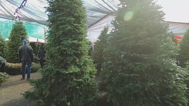 How a Christmas tree shortage could impact your holiday and wallet
