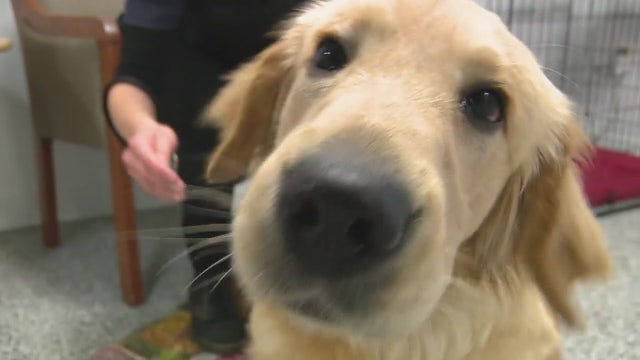 Puppies seized during Sick Puppy Peddler arrest grown up; available for adoption on Saturday