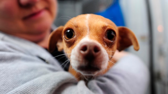 Pet food supplies low at SPCA Los Angeles