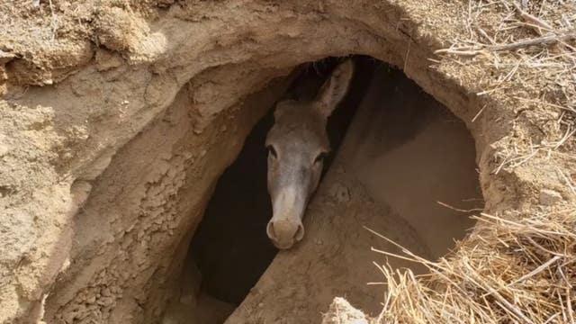 Crews in Riverside County rescue burro stuck inside sinkhole