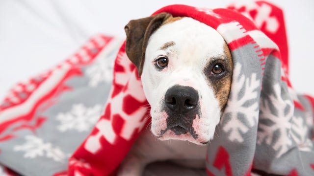 Best Friends Animal Society offers free pet adoptions on Black Friday