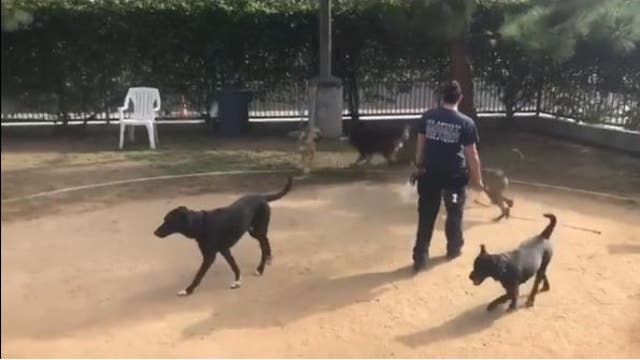 More than 40 dogs dropped off at a Van Nuys animal shelter in U-Haul