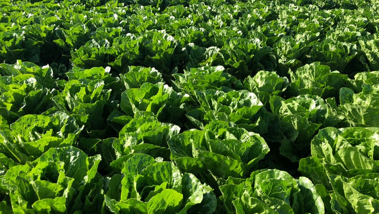 Romaine.jpg