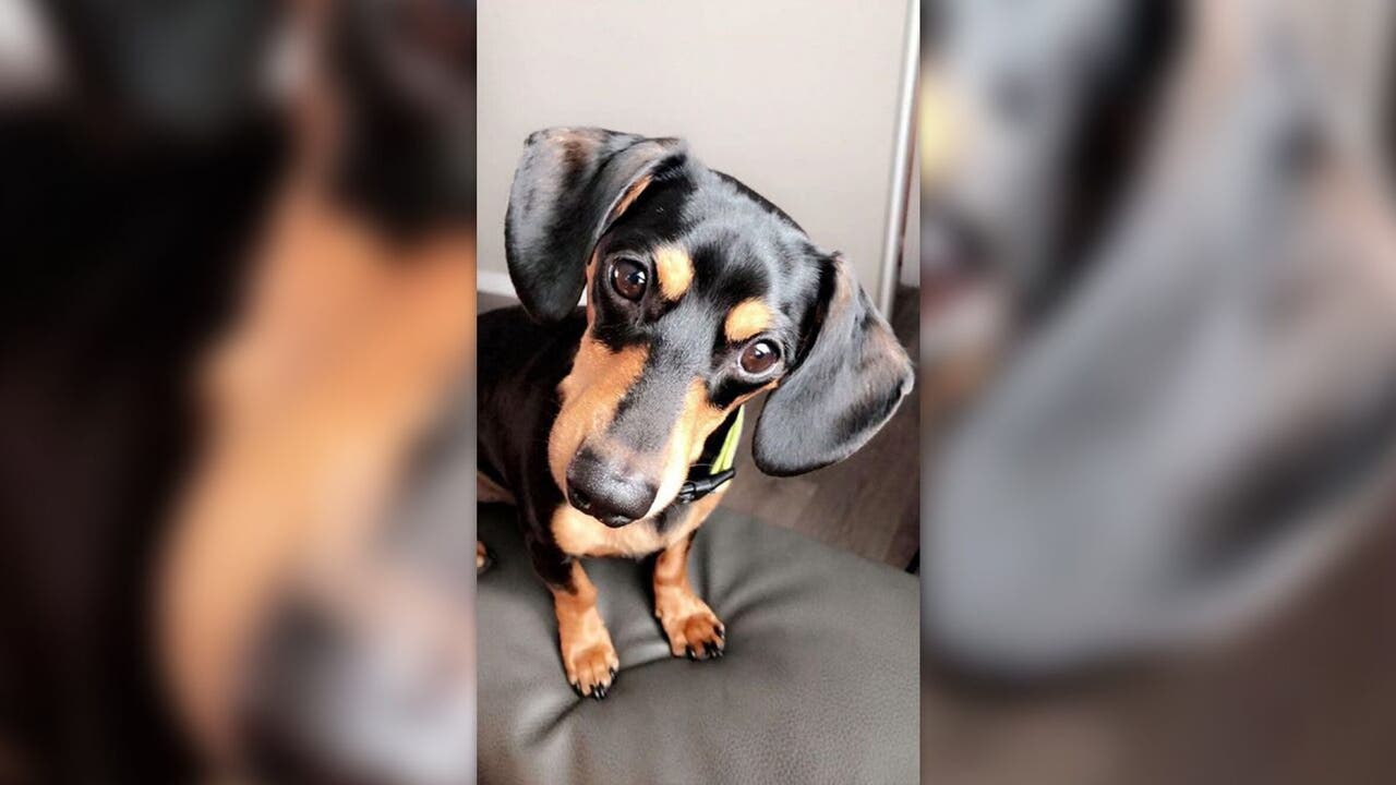 Utah Woman Claims Vet Mistakenly Euthanized Pet Dog After Calling Wrong Family