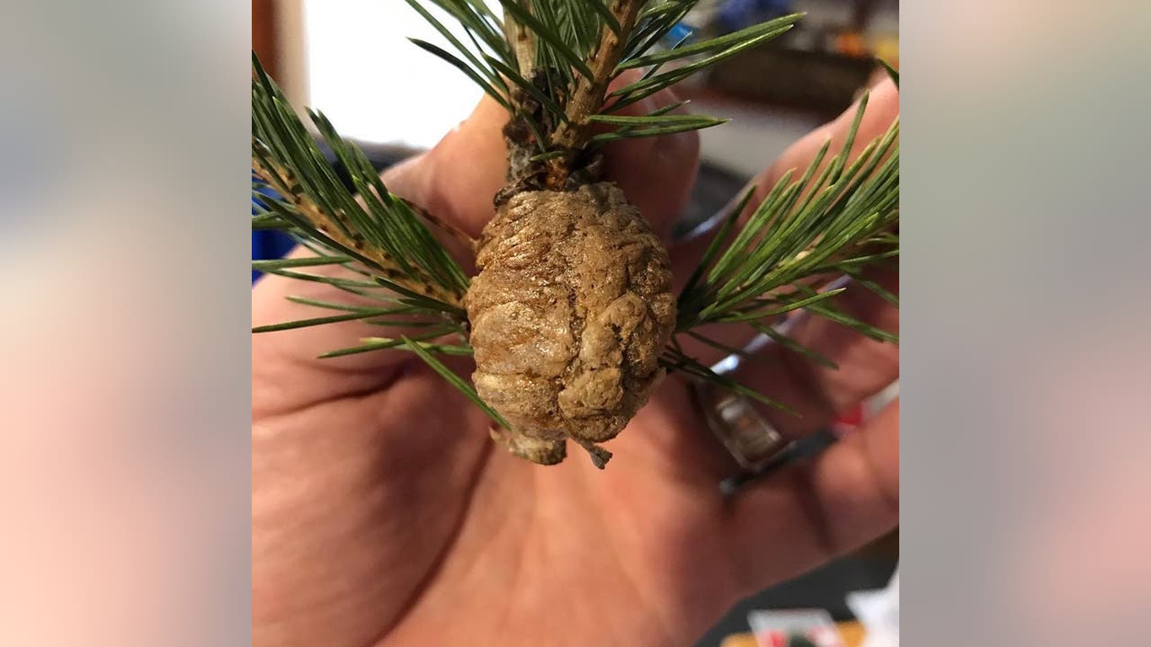 Ged Melting jazz Walnut-size' mass on Christmas tree contains hundreds of praying mantis eggs,  officials say