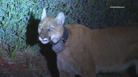 Mountain lion spotted overnight in Simi Valley following deadly dog attack