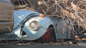 Strong gusty winds topple massive tree in Sylmar