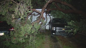 Storm causes trees to fall on two Lynwood homes