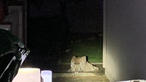 Simi Valley family wakes to find mountain lion in their backyard