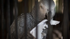African grey parrot shows off unique artistic skills with 'one-of-a-kind snowflakes'