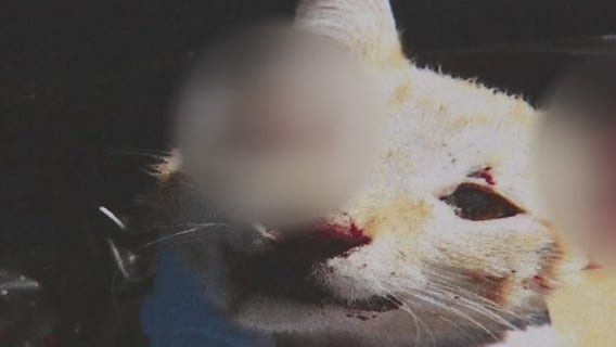 Man sentenced to 6 years in prison for killing girlfriend's cat because she wanted to leave