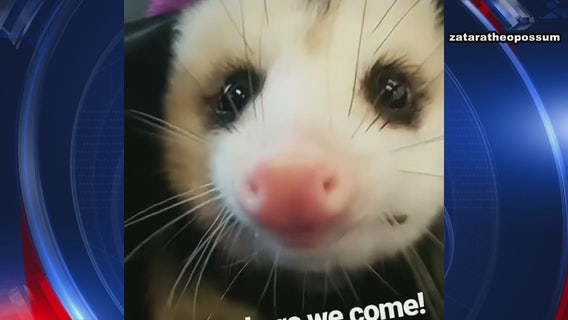 Costa Mesa man, pet opossum booted from JetBlue flight