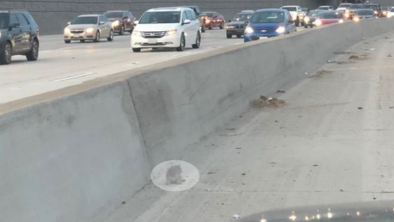 Kitten stranded on busy 91 freeway in Riverside saved by CHP officer