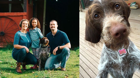 ‘Be aware’: Owners issue heartbreaking warning after dog dies from consuming chewing gum