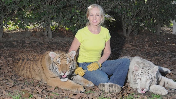 Tigers injure woman during event at her Moorpark animal sanctuary