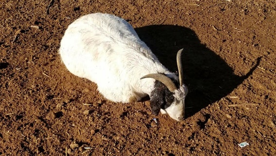 Rottweiler, husky impounded after killing several goats, injuring many more