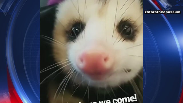 Costa Mesa man, pet opossum booted from JetBlue flight