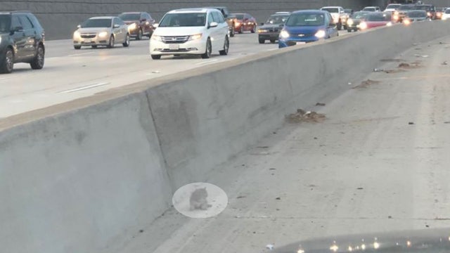 Kitten stranded on busy 91 freeway in Riverside saved by CHP officer
