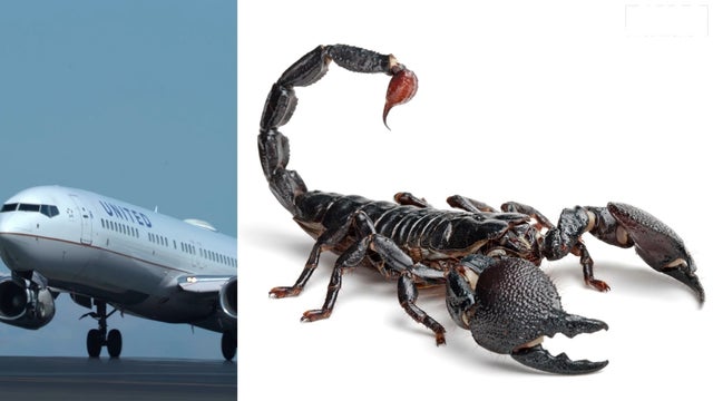 Scorpion stings United Airlines passenger on flight from San Francisco to Atlanta