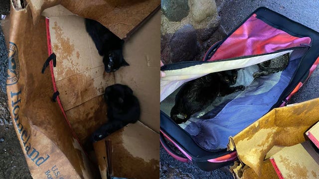 Kittens dumped at park in Orange near partially flooded riverbed, found inside zipped suitcase