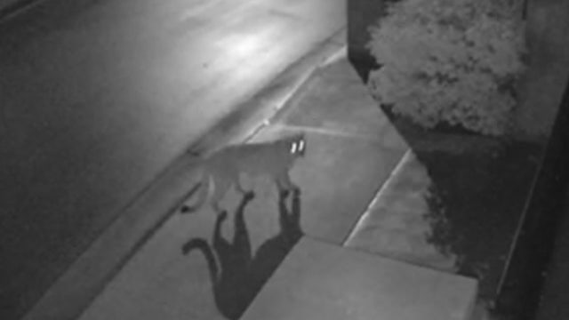 Video shows mountain lion roaming residential street in Tarzana, leaving residents on edge