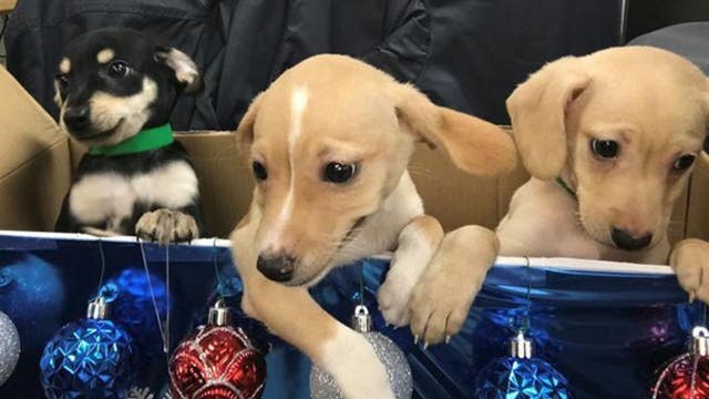 L.A. City Attorney warns of pet scams: 'These are not gentle people'