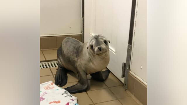 Sea lion pup jumps from Aliso Beach footbridge onto coast highway