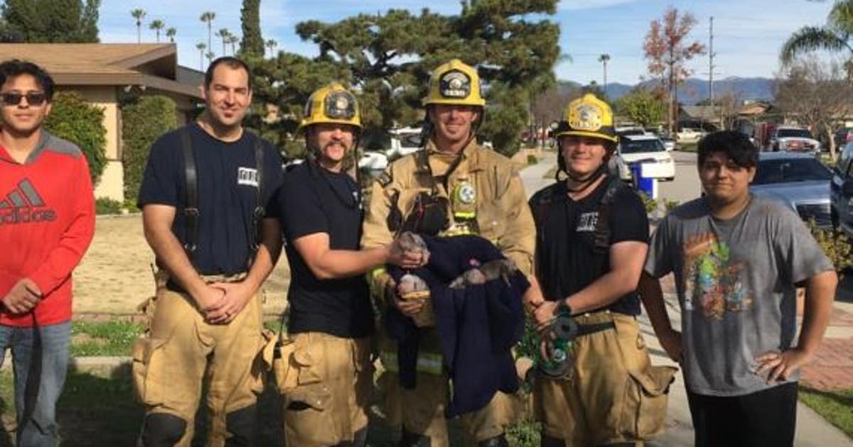 San Bernardino County firefighters save litter of puppies from burning ...