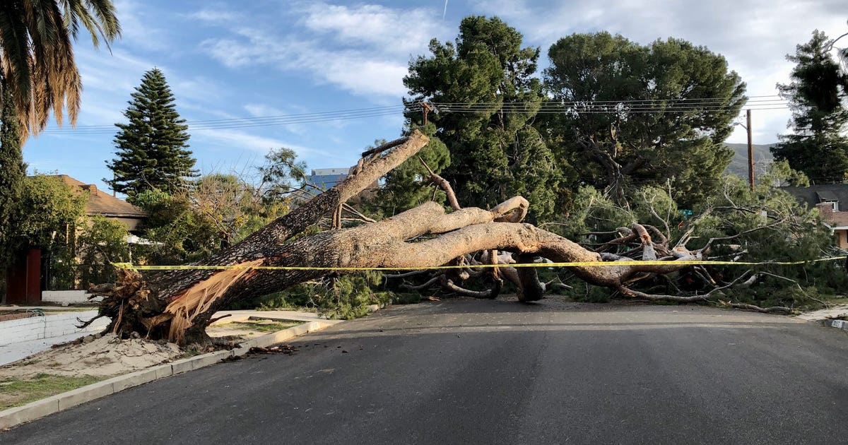 Strong winds strikes SoCal, bringing down trees | FOX 11 Los Angeles