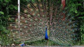 Humane officers investigating peacock death in Rolling Hills Estates