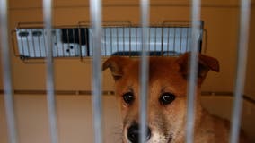 Governor Newsom calls for California to be a no-kill state for animals in shelters within 5 years
