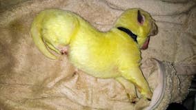 Not easy being green: North Carolina dog births unique puppy