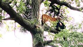 Mountain lion attacks 3-year-old boy at Orange County park