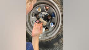 Video: Mischievous 3-month-old puppy rescued after getting head stuck in spare tire in Coachella