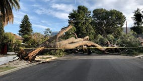 Strong winds strikes SoCal, bringing down trees