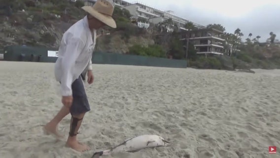 Survivalist causes controversy after eating baby dolphin on Laguna Beach