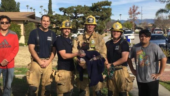 San Bernardino County firefighters save litter of puppies from burning home