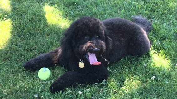 Burglars steal dog from Sherman Oaks home; owner offers to pay for return