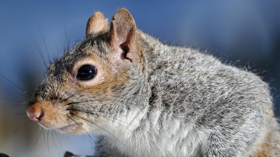 Squirrel destroys home, insurance company won't cover damage