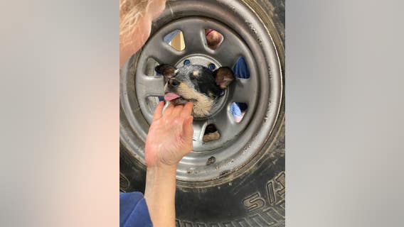 Video: Mischievous 3-month-old puppy rescued after getting head stuck in spare tire in Coachella