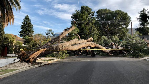 Strong winds strikes SoCal, bringing down trees